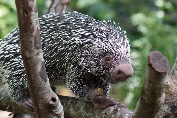 Brazilian Prehensile-tailed Porcupine - Coendou prehensilis — Stock Photo, Image