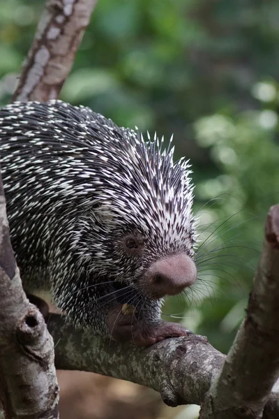 Porcupine à queue préhensile du Brésil - Coendou prehensilis — Photo