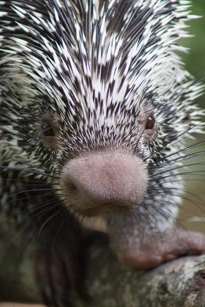 Brazilian Prehensile-tailed Porcupine - Coendou prehensilis — Stock Photo, Image