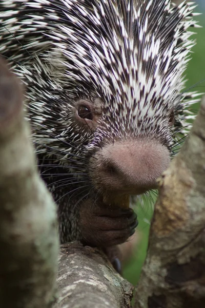 Brasilianisches Stachelschwanzstachelschwein - coendou prehensilis — Stockfoto