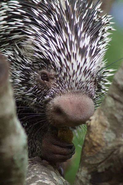 Brazil Prehensile farkú sül - Coendou prehensilis — Stock Fotó