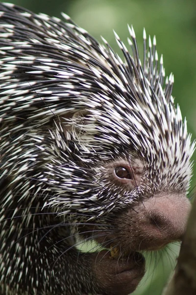 Brazilian Prehensile-tailed Porcupine - Coendou prehensilis — Stock Photo, Image