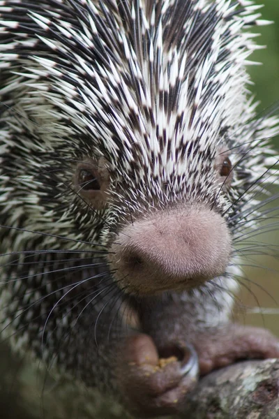 Brasilianisches Stachelschwanzstachelschwein - coendou prehensilis — Stockfoto