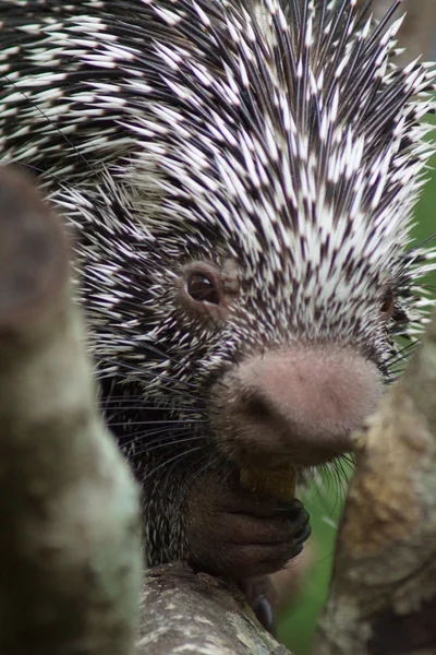 Brezilya Prehensile kuyruklu kirpi - Coendou prehensilis — Stok fotoğraf