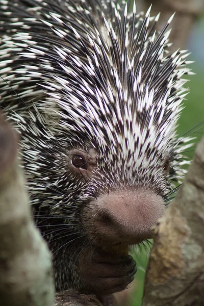 Brasilianisches Stachelschwanzstachelschwein - coendou prehensilis — Stockfoto