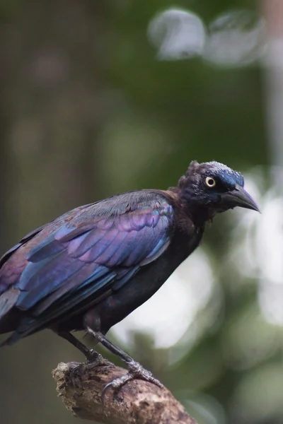 布鲁尔的画眉鸟-Euphagus cyanocephalus — 图库照片