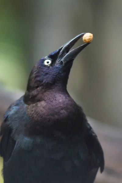 Piwne Blackbird - Euphagus cyanocephalus — Zdjęcie stockowe