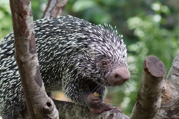 Brezilya Prehensile kuyruklu kirpi - Coendou prehensilis — Stok fotoğraf