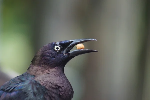 Piwne Blackbird - Euphagus cyanocephalus — Zdjęcie stockowe