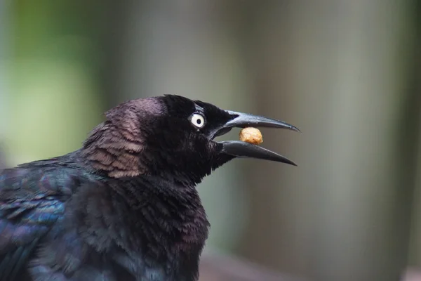 Brewer 's Blackbird - Euphagus cyanocephalus — стоковое фото