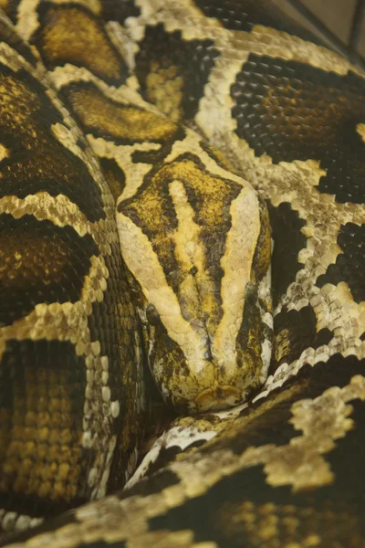 Бирманский Python - Python bivittatus — стоковое фото