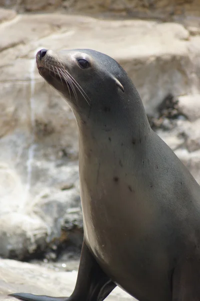 California Sea Lion - Zalophus californianus — Stock Photo, Image