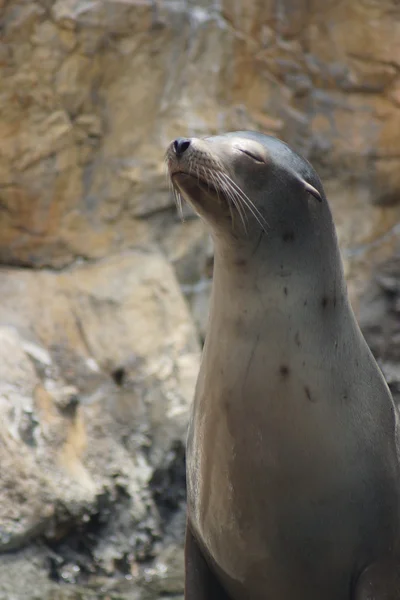 Καλιφόρνια Θαλάσσιος Λέων - zalophus californianus — Φωτογραφία Αρχείου