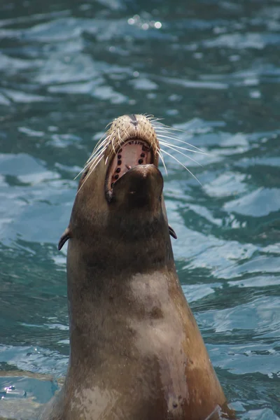 California Sea Lion - Zalophus californianus — Stock Photo, Image