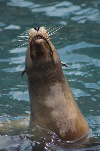 California Sea Lion - Zalophus californianus — Stock Photo, Image