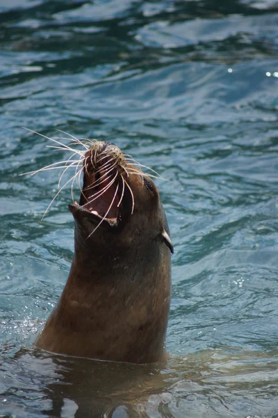 Kalifornien sjölejon - zalophus californianus — Stockfoto