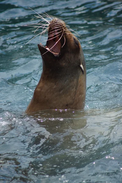 Калифорнийский морской лев - Zalophus czanus — стоковое фото