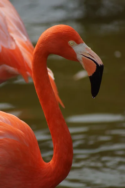 Caribische Flamingo - Phoenicopterus ruber — Stockfoto