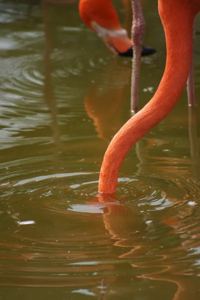 Flamenco del Caribe - Phoenicopterus ruber — Foto de Stock