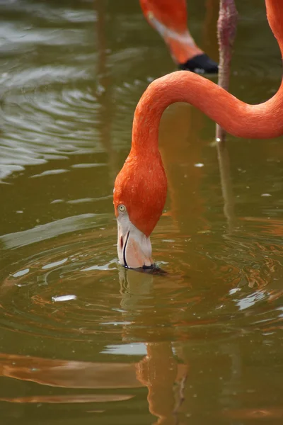 Karibisk Flamingo - Phoenicopterus ruber — Stockfoto