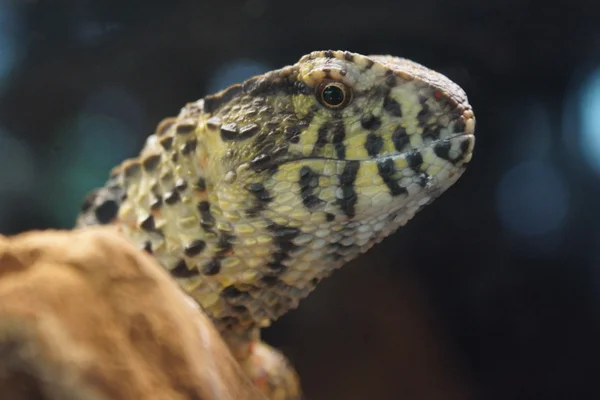 Chinese Crocodile Lizard - Shinisaurus crocodilurus — Stock Photo, Image