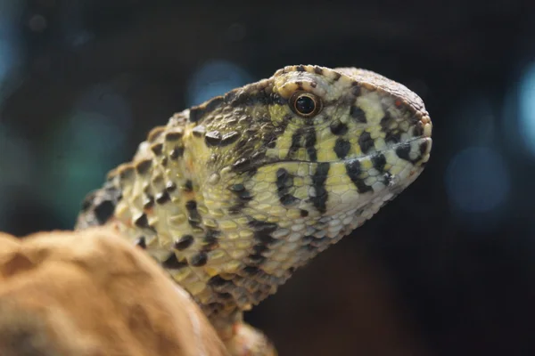 Lagarto de cocodrilo chino - Shinisaurus crocodilurus — Foto de Stock