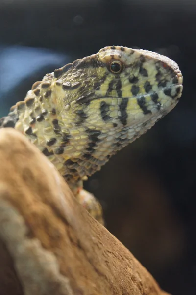 Chinese krokodillenhagedis - Shinisaurus crocodilurus — Stockfoto