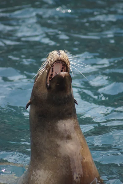 Kalifornischer Seelöwe - zalophus californianus lizenzfreie Stockbilder