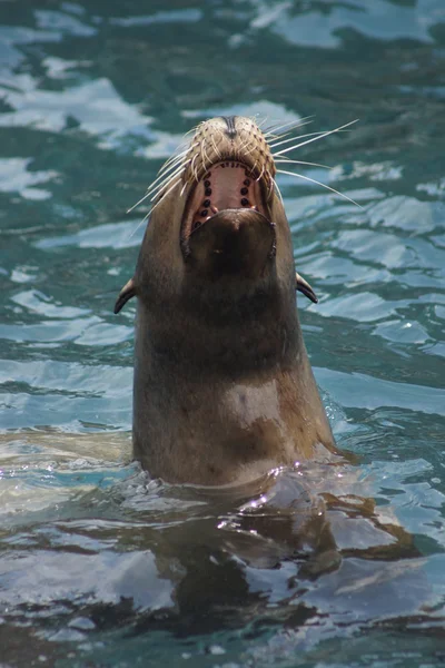 Kalifornischer Seelöwe - zalophus californianus Stockbild