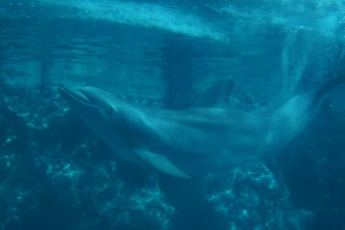 Bayağı şişe burunlu yunus - tursiops truncatus