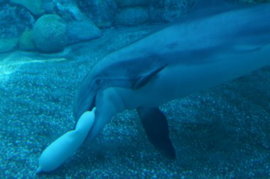 Bayağı şişe burunlu yunus - tursiops truncatus