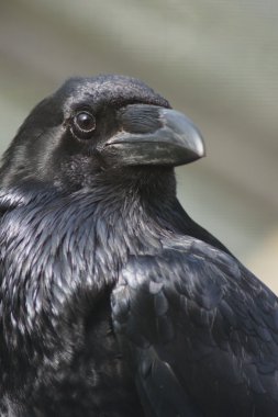 Ortak Raven - Corvus corax