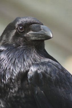 Ortak Raven - Corvus corax