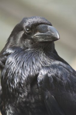 Ortak Raven - Corvus corax