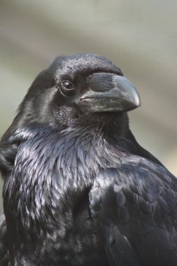 Ortak Raven - Corvus corax