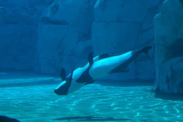 Commerson's Dolphin - Cephalorhynchus commersonii — Stock Photo, Image