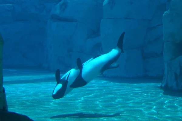 Commerson's Dolphin - Cephalorhynchus commersonii — 스톡 사진