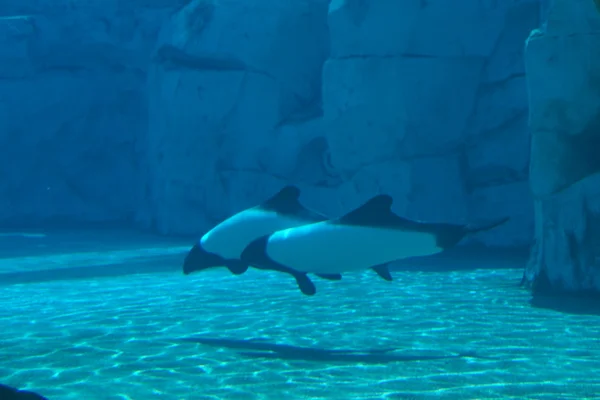 Commerson's Dolphin - Cephalorhynchus commersonii — Stock Photo, Image