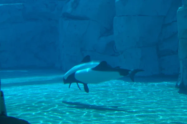 Commerson's Dolphin - Cephalorhynchus commersonii — Stock Photo, Image