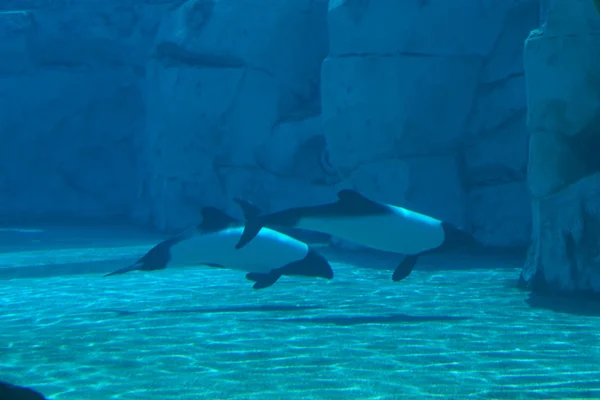 Commerson's Dolphin - Cephalorhynchus commersonii — Stock Photo, Image