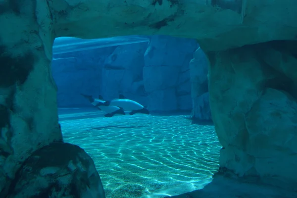 Commerson's Dolphin - Cephalorhynchus commersonii — Stock Photo, Image