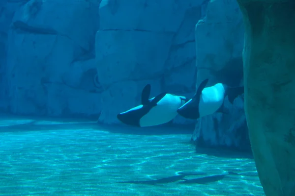 Commerson's Dolphin - Cephalorhynchus commersonii — Stock Photo, Image
