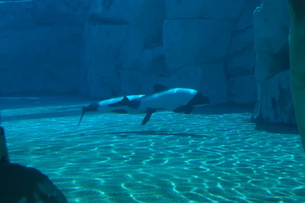 Commerson's Dolphin - Cephalorhynchus commersonii — Stock Photo, Image