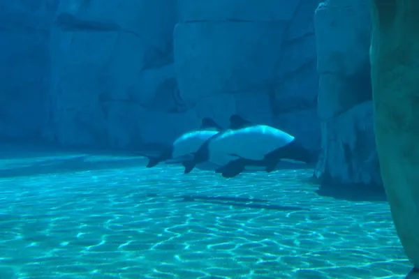 Commerson's Dolphin - Cephalorhynchus commersonii — Stock Photo, Image