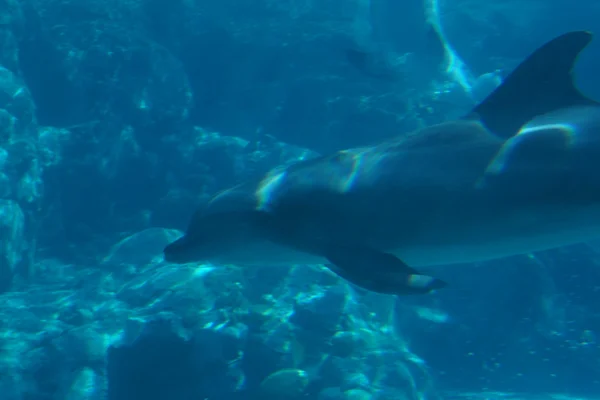 Palackorrú delfin - függelékébe beleértve — Stock Fotó