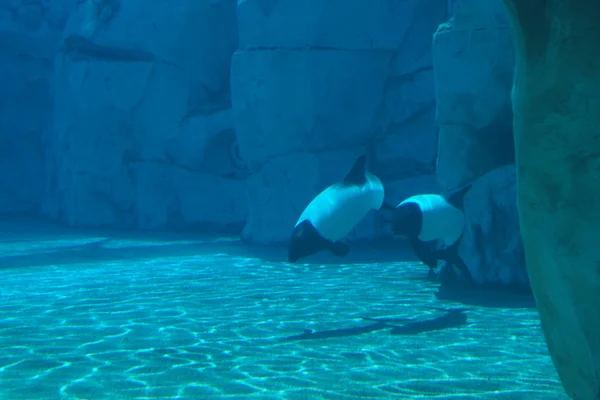 Commerson's Dolphin - Cephalorhynchus commersonii — Stock Photo, Image