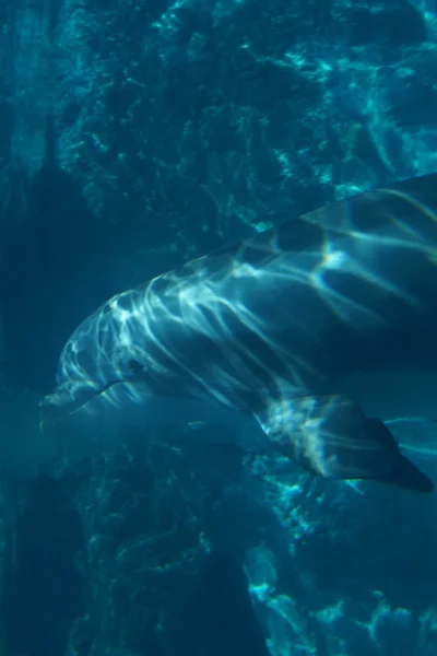 Delfín mular común - Tursiops truncatus — Foto de Stock