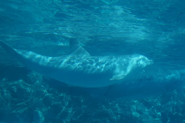 일반적인 Bottlenose 돌고래-Tursiops truncatus — 스톡 사진