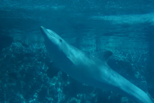 常见的宽吻海豚-太平洋宽吻截形 — 图库照片
