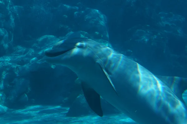 Обыкновенный дельфин - Tursiops truncatus — стоковое фото